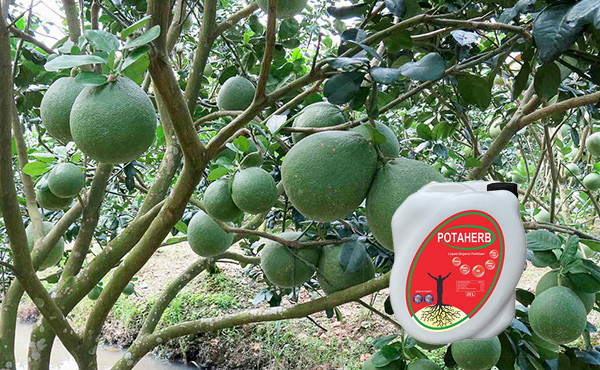 Phân bón hữu cơ Potaherb cho cây bưởi