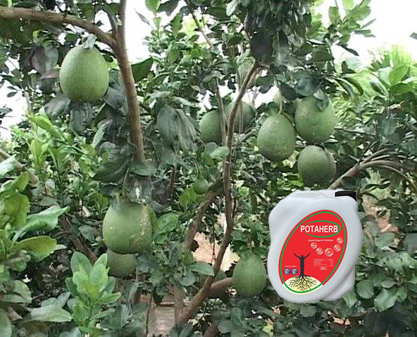 Phân bón hữu cơ Potaherb cho cây bưởi