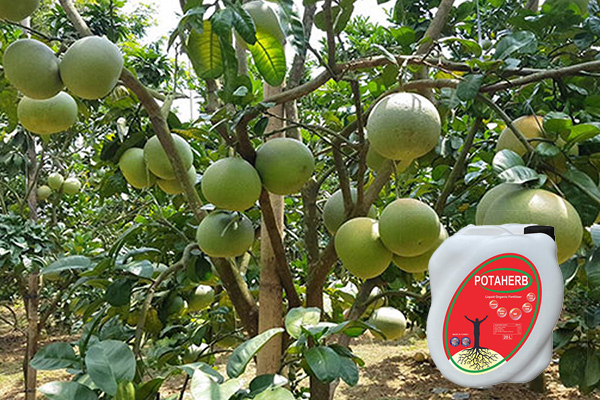Phân bón hữu cơ Potaherb cho cây bưởi
