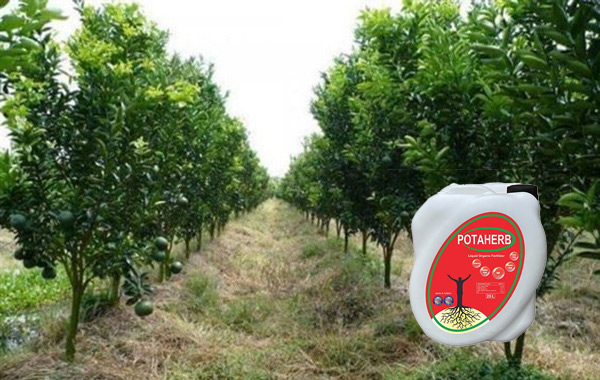 Phân bón hữu cơ Potaherb cho cây cam