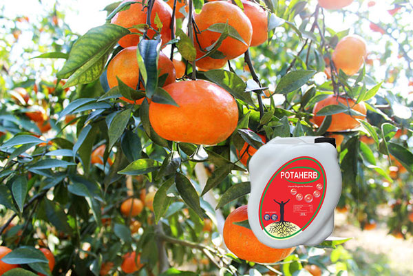 Phân bón hữu cơ Potaherb cho cây cam