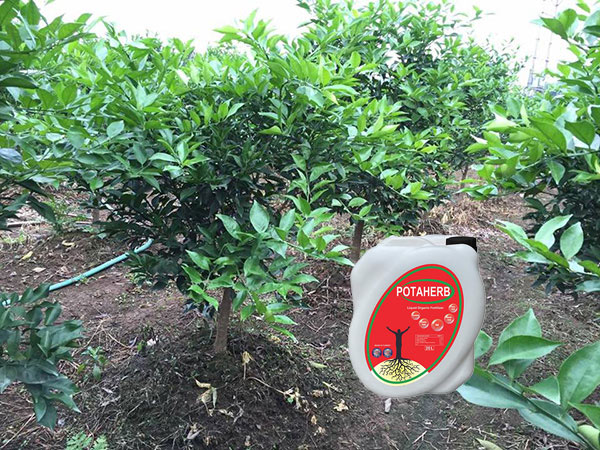 Phân bón hữu cơ Potaherb cho cây cam