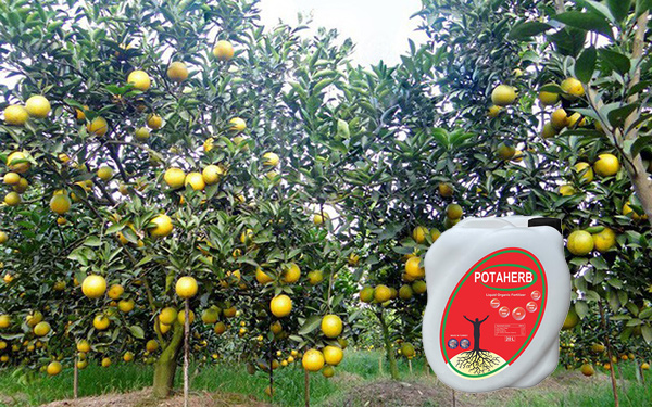 Phân bón hữu cơ Potaherb cho cây cam