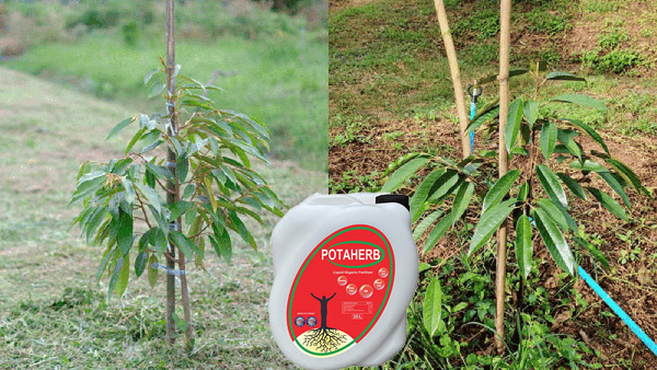 Phân bón hữu cơ Potaherb cho cây sầu riêng