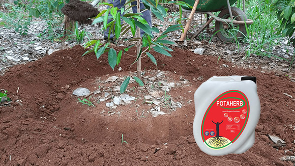Phân bón hữu cơ Potaherb cho cây sầu riêng