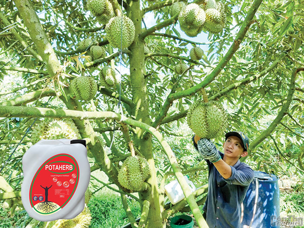 Phân bón hữu cơ Potaherb cho cây sầu riêng