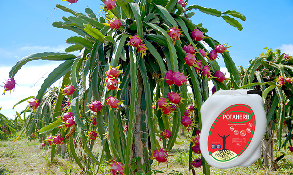 Phân bón hữu cơ Potaherb cho cây thanh long