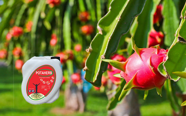 Phân bón hữu cơ Potaherb cho cây thanh long