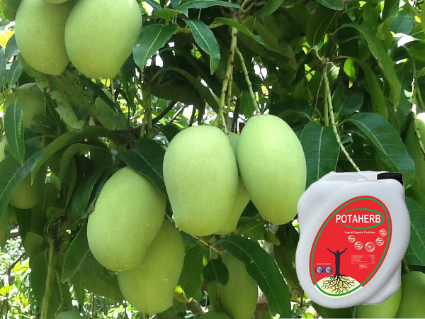 Phân bón hữu cơ Potaherb cho cây xoài