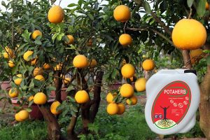 Phân bón hữu cơ Potaherb cho cây bưởi