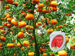 Phân bón hữu cơ Potaherb cho cây cam