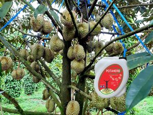 Phân bón hữu cơ Potaherb cho cây sầu riêng