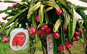 Phân bón hữu cơ Potaherb cho cây thanh long