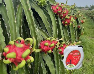 Phân bón hữu cơ Potaherb cho cây thanh long