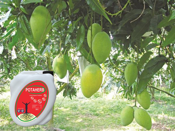 Phân bón hữu cơ Potaherb cho cây xoài